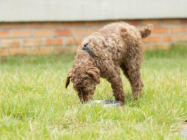 새창열림_반려견 나이 따라 소화력 달라져…어린 반려견 낮고 노령견 유지